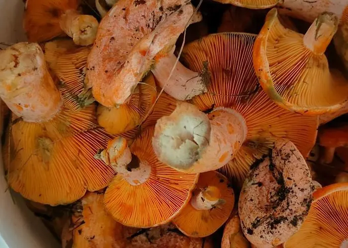 Letniskowe U Jedrusia I Madzi Orkusz *