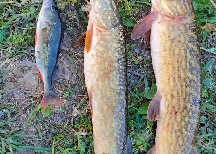 Letniskowe U Jedrusia I Madzi Orkusz