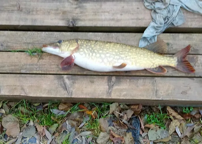 Chalé Letniskowe U Jedrusia I Madzi Orkusz Prabuty (Kwidzyn)
