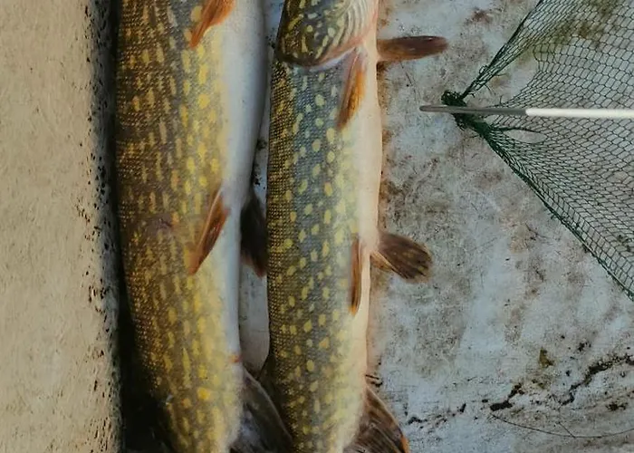 Chalé Letniskowe U Jedrusia I Madzi Orkusz